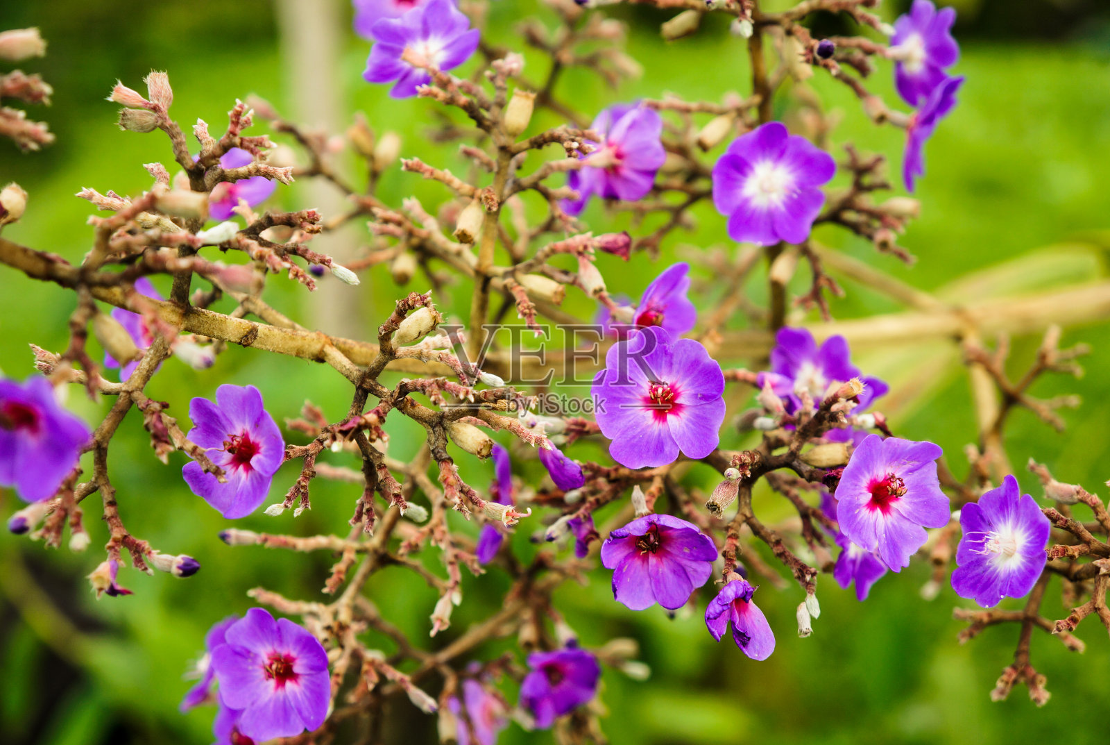 哥斯达黎加美丽的紫色花朵照片摄影图片