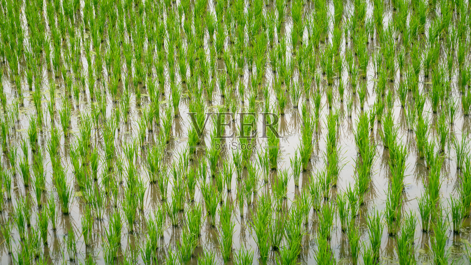 绿油油的秧苗，秧苗生长在稻田里。照片摄影图片