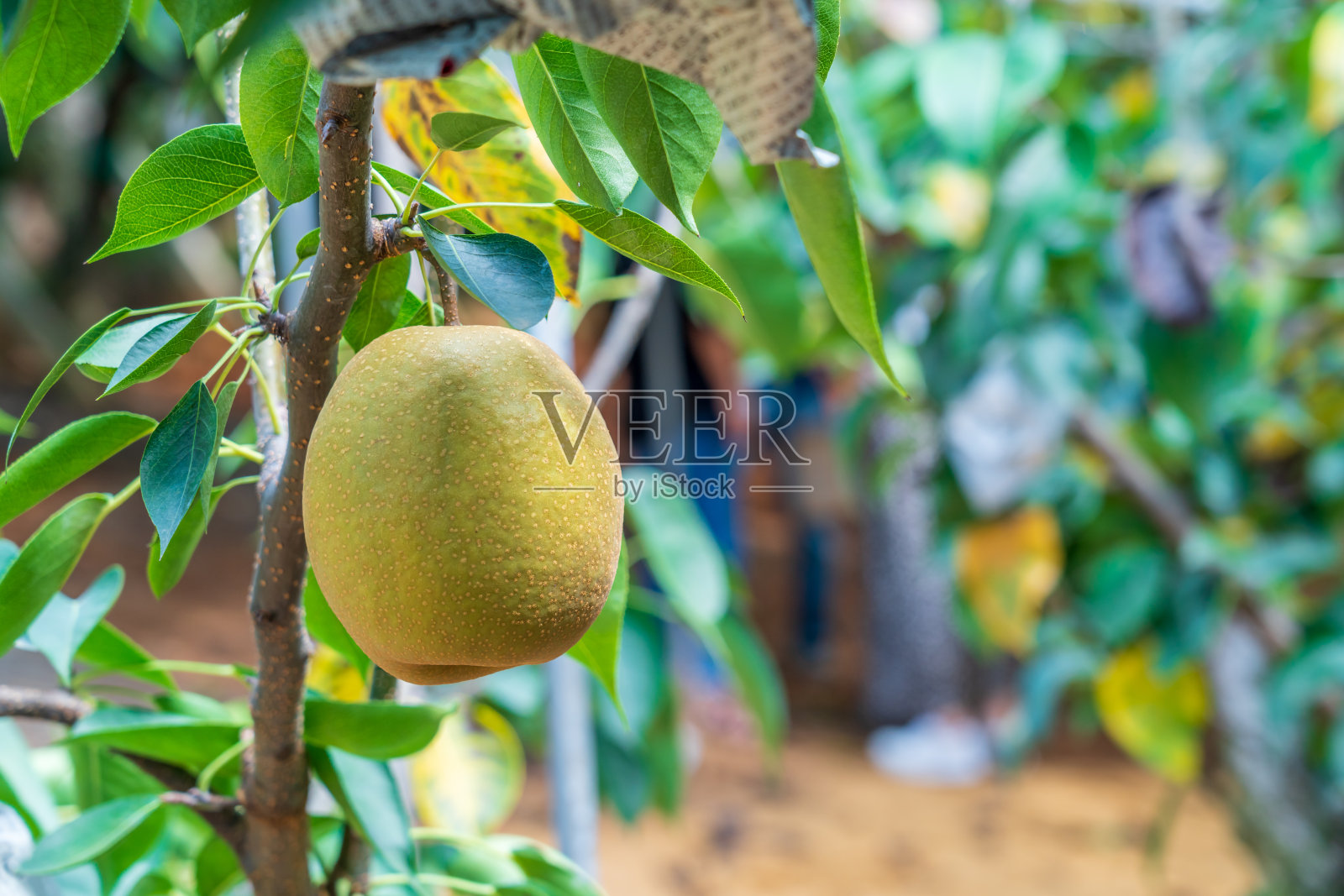 日本冈山梨农场照片摄影图片