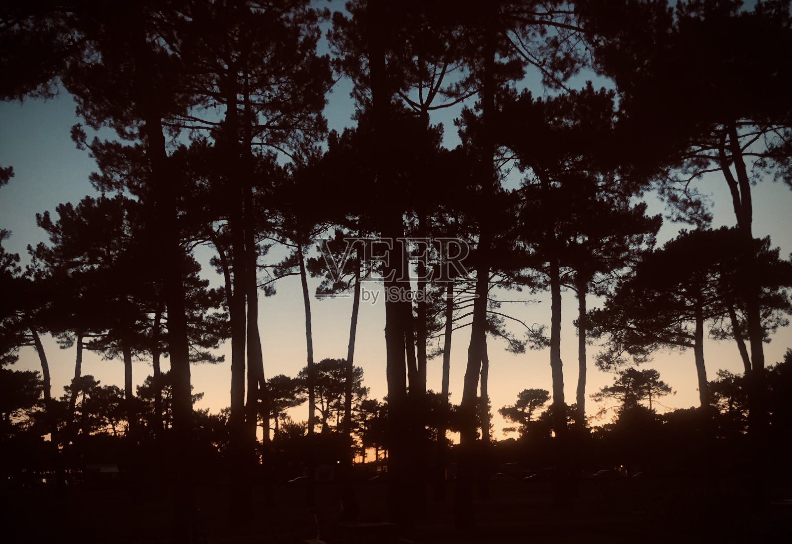 落日森林照片摄影图片