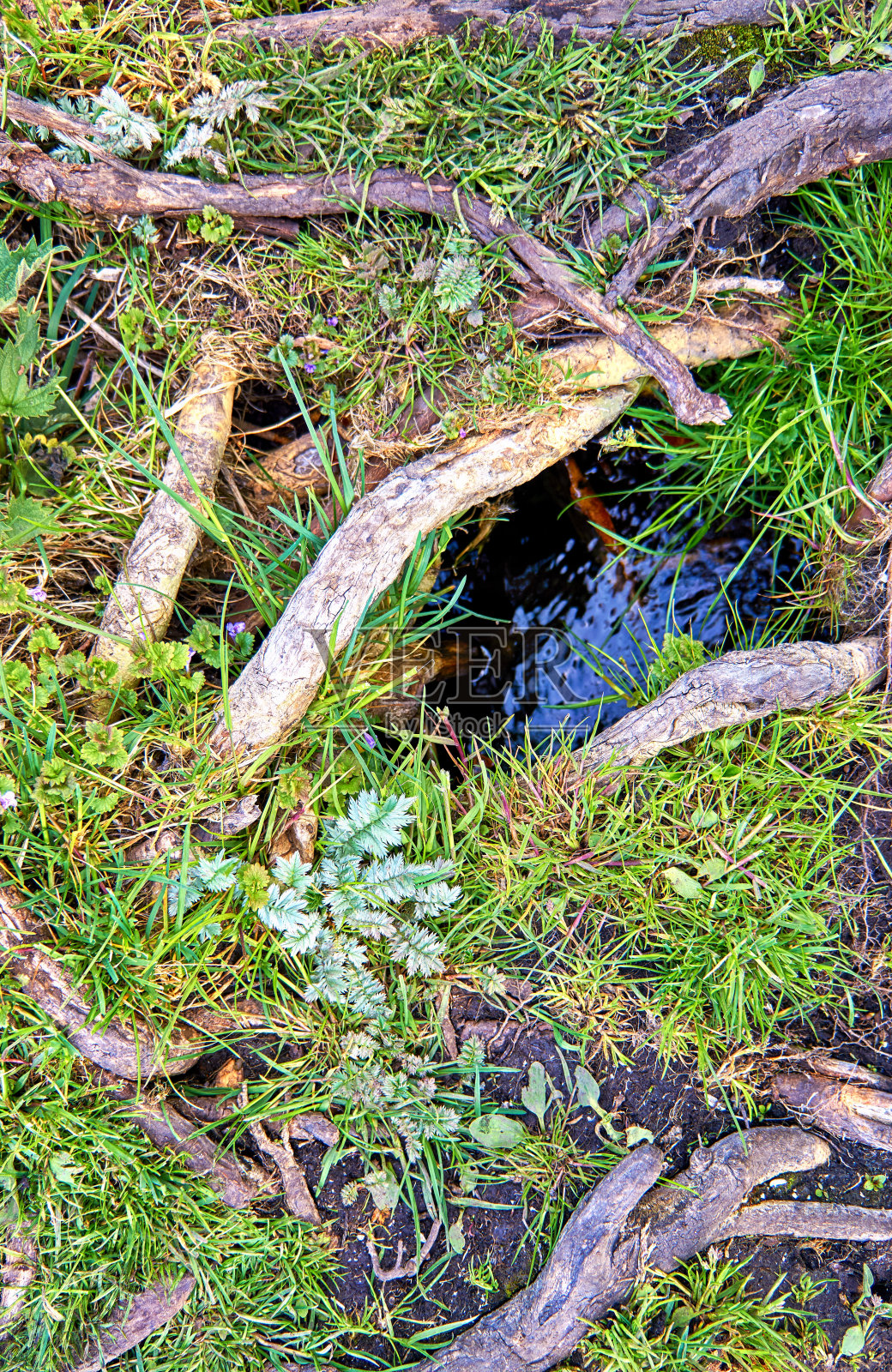 绿色植物和风化树枝之间的水坑。自然背景。照片摄影图片