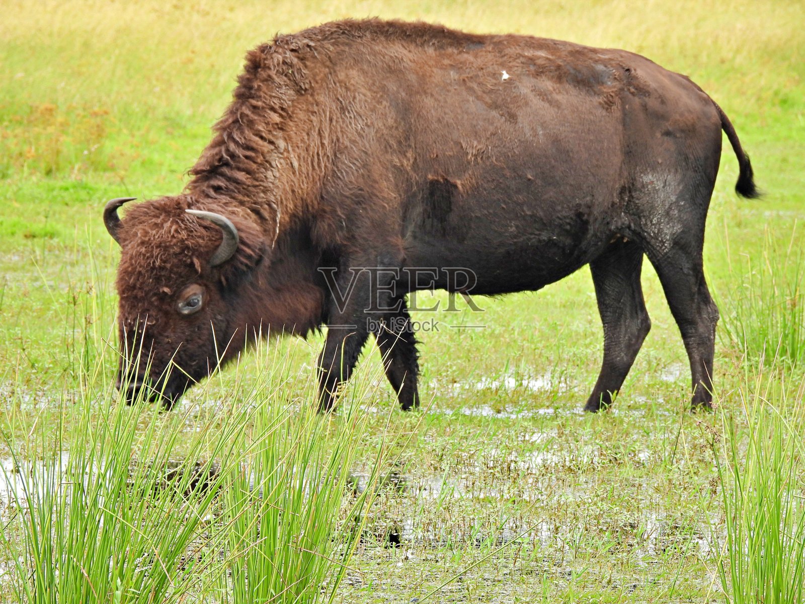美洲野牛在草地上吃草时站在水里的美洲野牛照片摄影图片