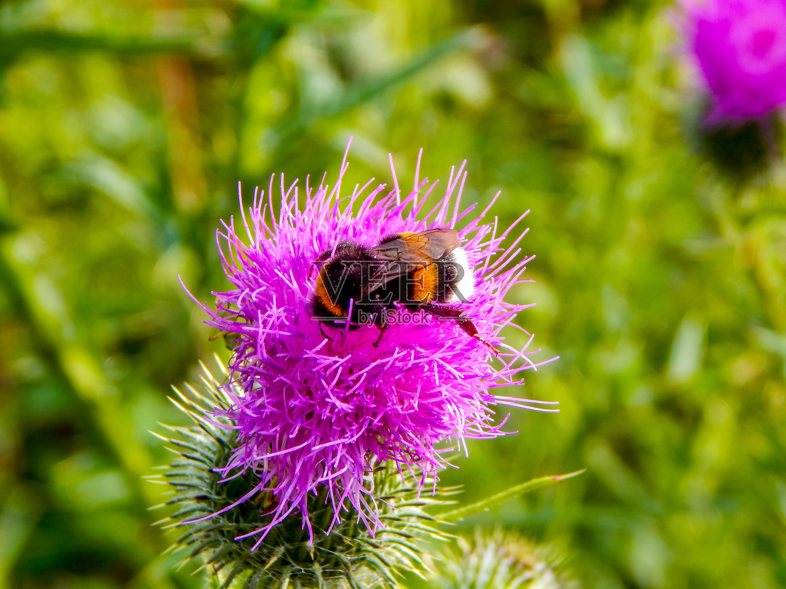 德国北部夏天的自然照片照片摄影图片