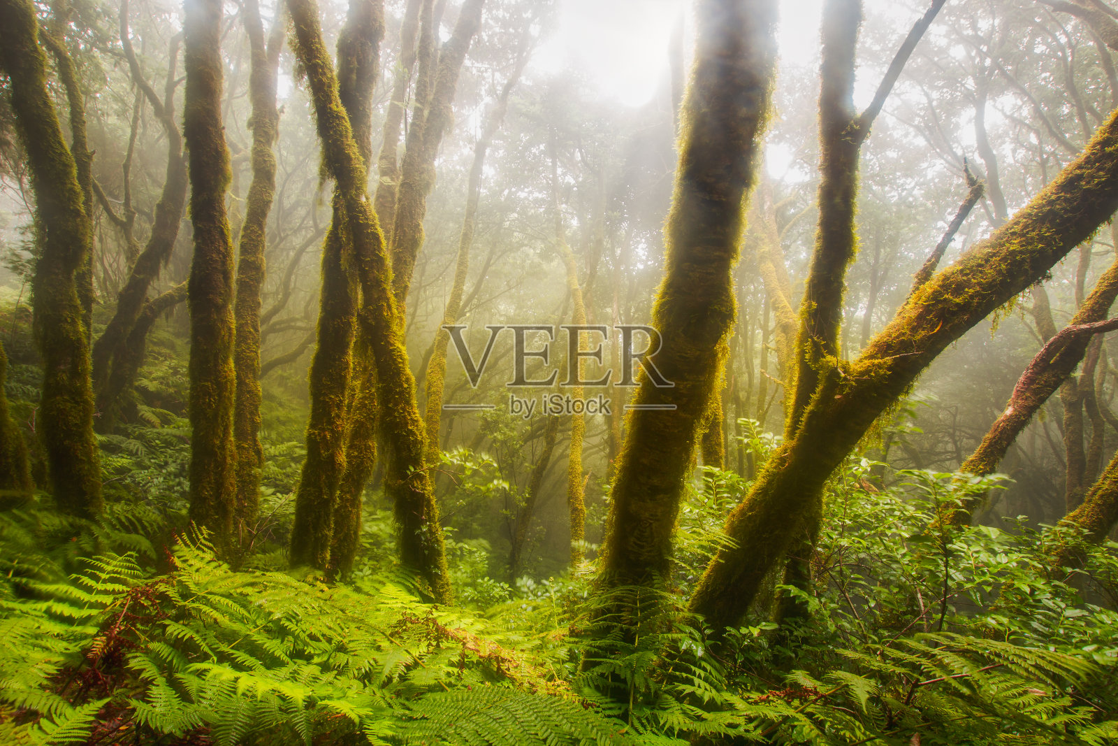 自然景观与阳光之间的树木3照片摄影图片