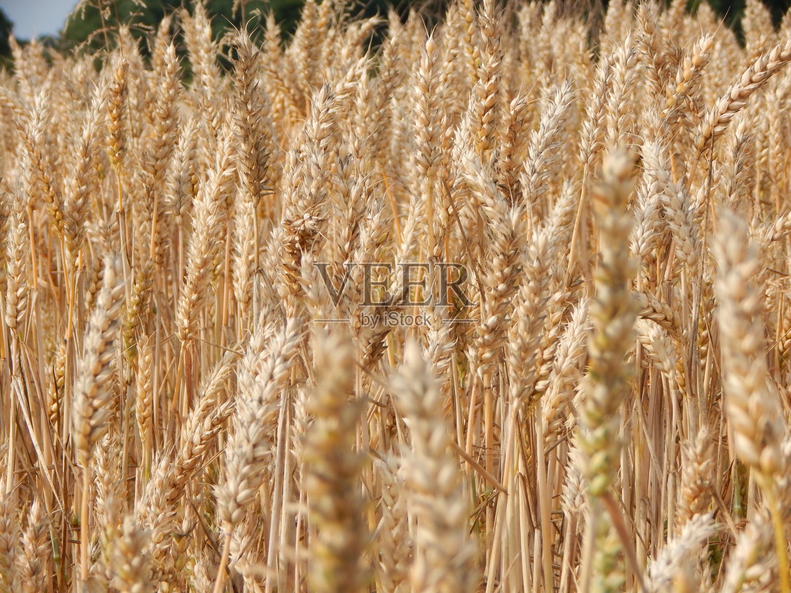 德国北部夏天的自然照片照片摄影图片