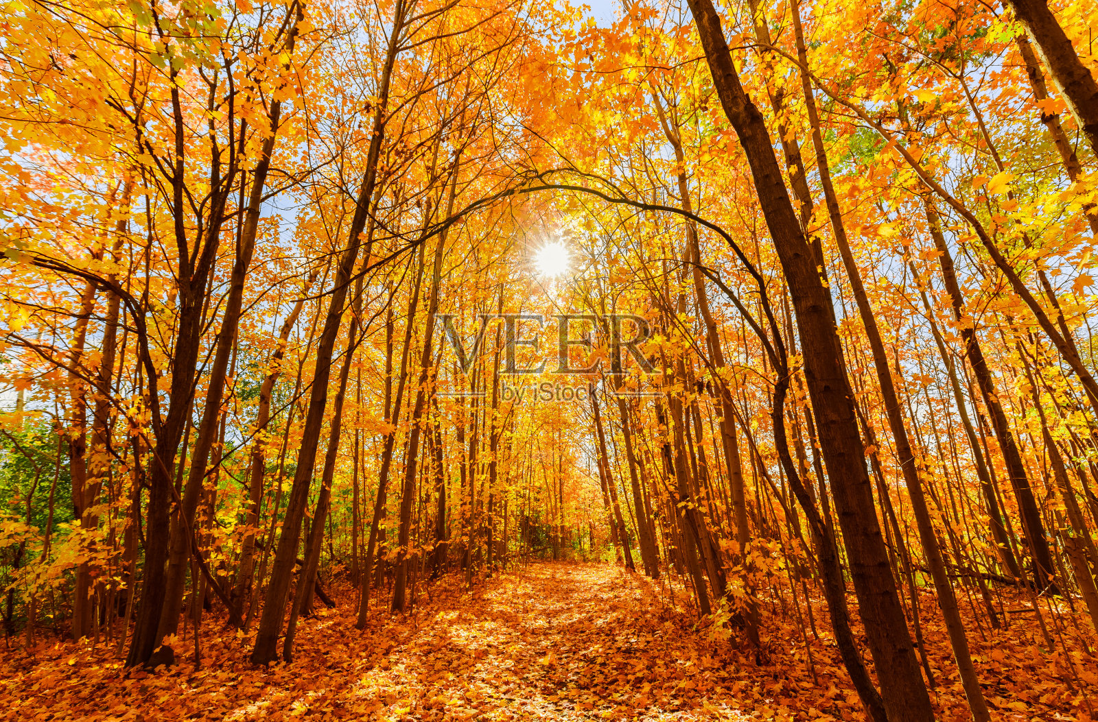 在阳光明媚、温暖的伟大日子里，美丽迷人的金黄色秋林景色照片摄影图片