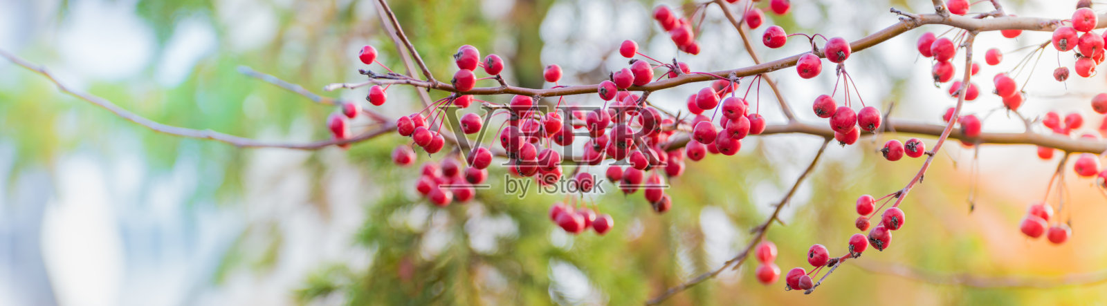 美丽的全景秋天景色与多彩的树叶，浆果和散景的背景照片摄影图片