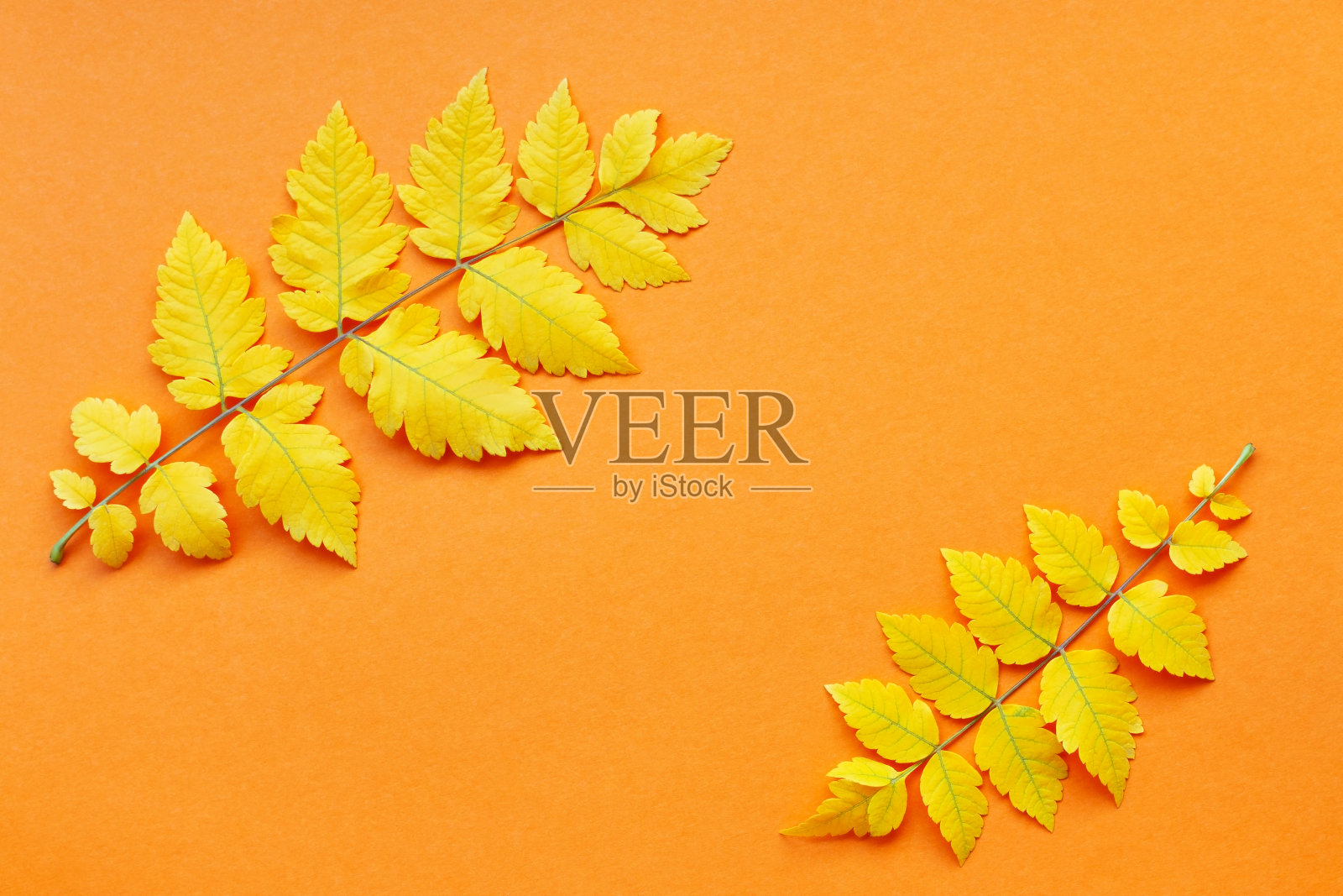 黄枝秋叶橙黄金盏花背景。照片摄影图片