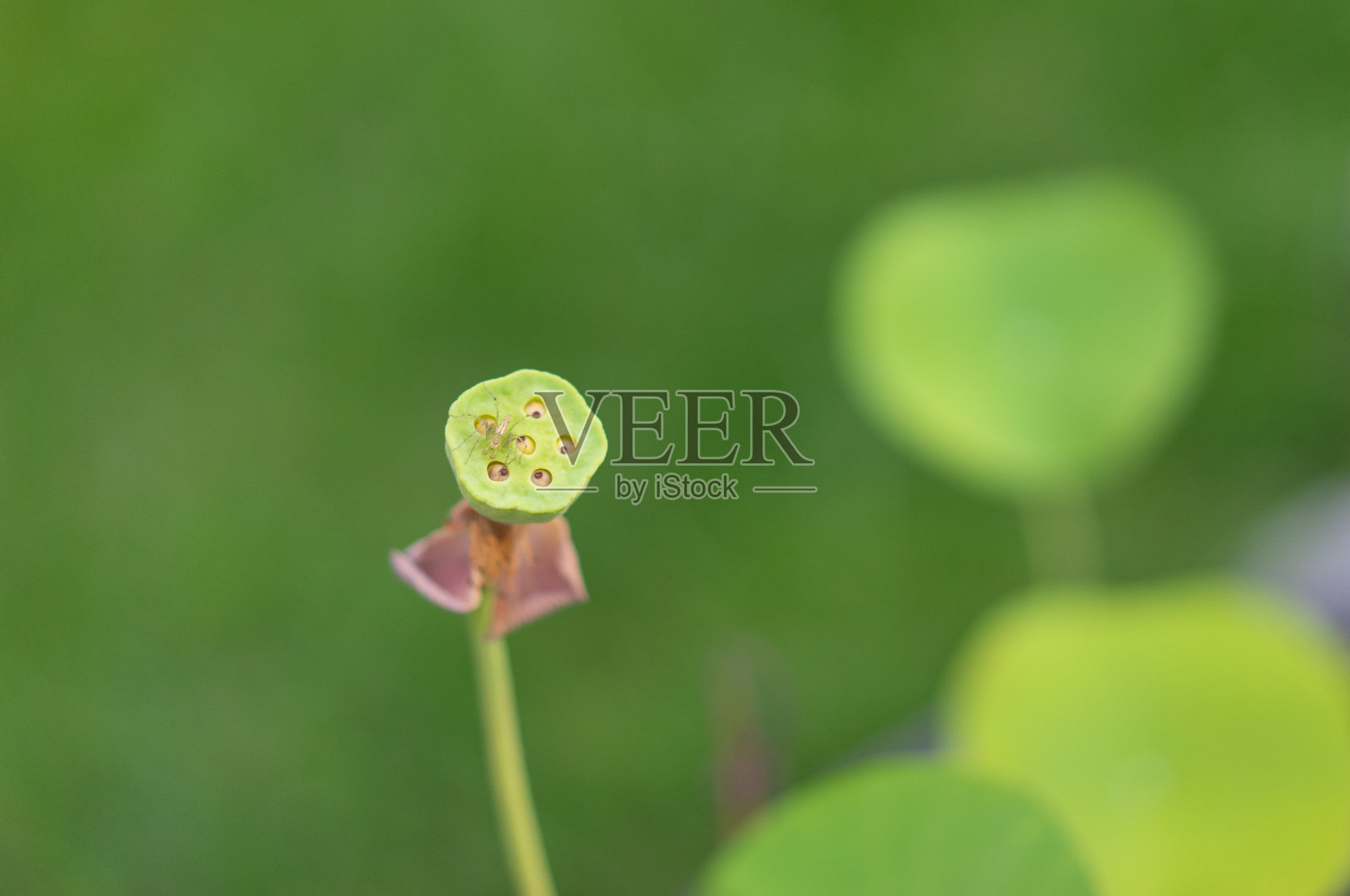 荷花球和蜘蛛在绿色的背景照片摄影图片