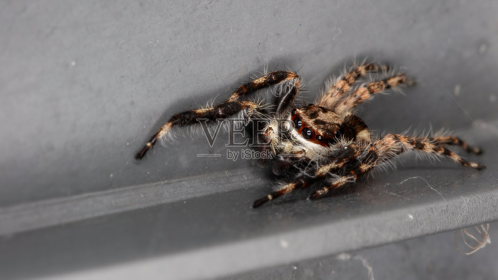 灰墙跳蜘蛛照片摄影图片