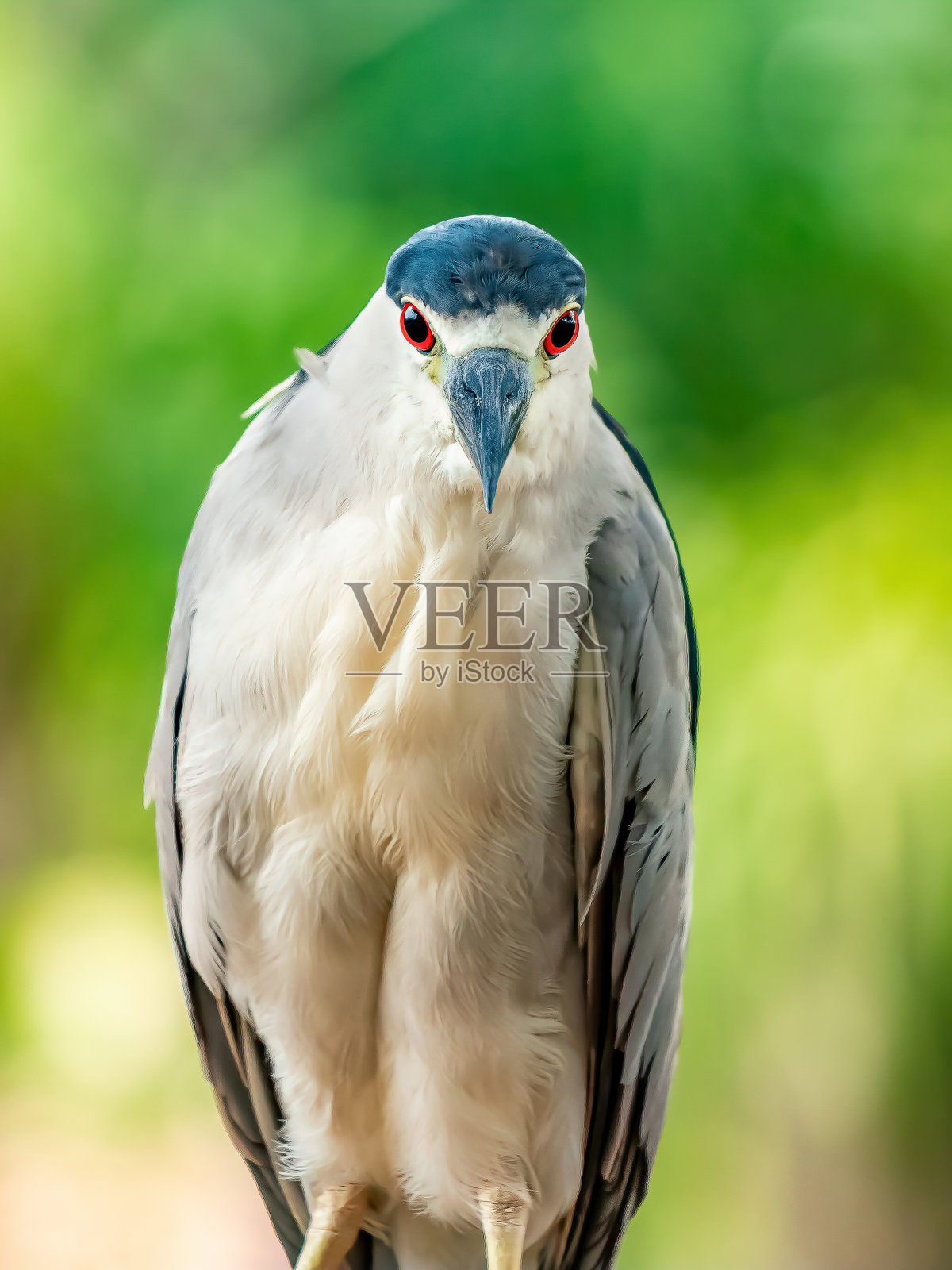 黑冠夜鹭照片摄影图片