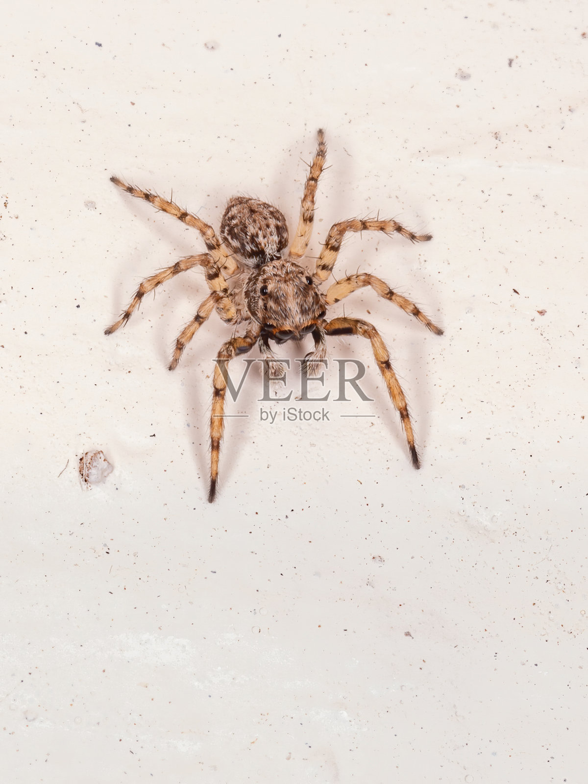 跳蛛照片摄影图片