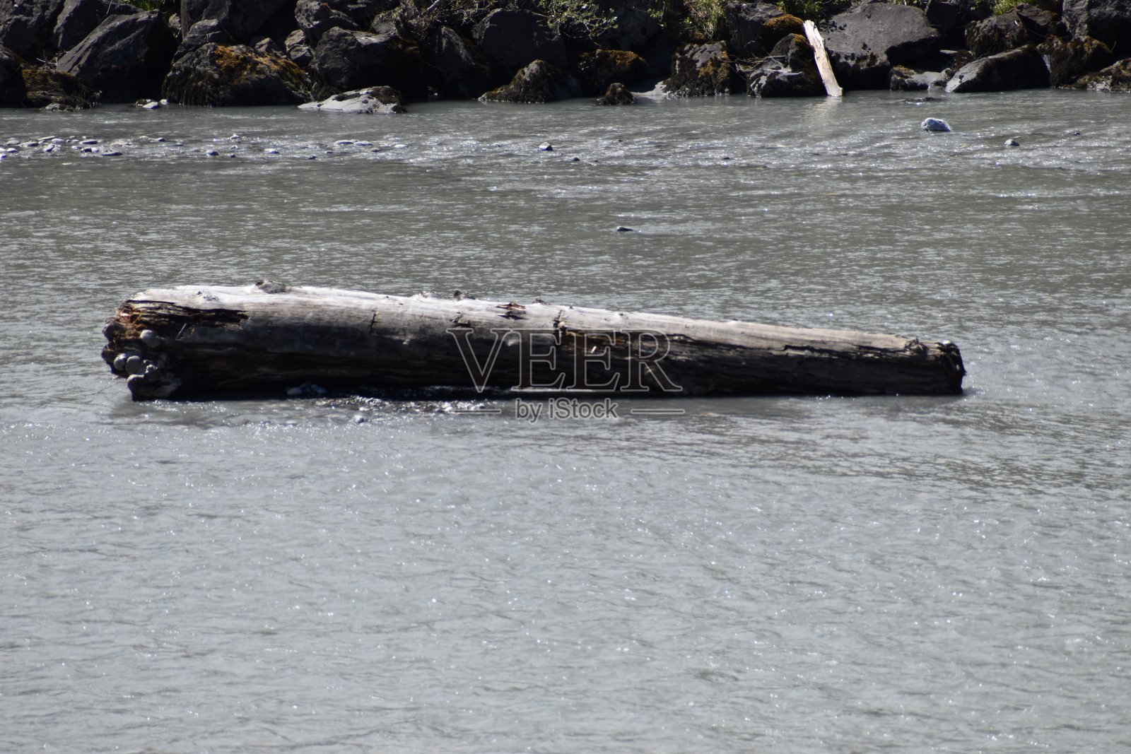 莱茵河上的一个树桩照片摄影图片
