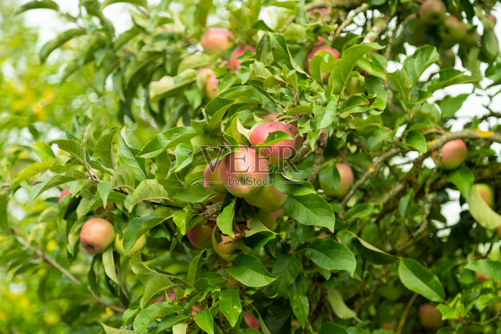 深秋的时候，红绿的苹果被多汁的绿叶包围着照片摄影图片