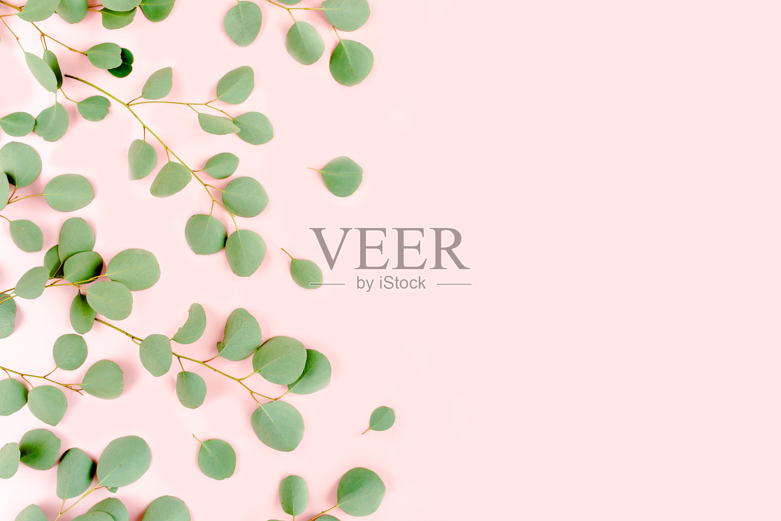 绿色的树枝桉树杨树在粉红色的背景。平躺，俯视图照片摄影图片