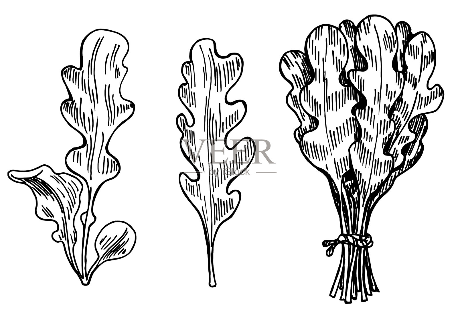 手绘素描风格芝麻叶套单插画图片素材