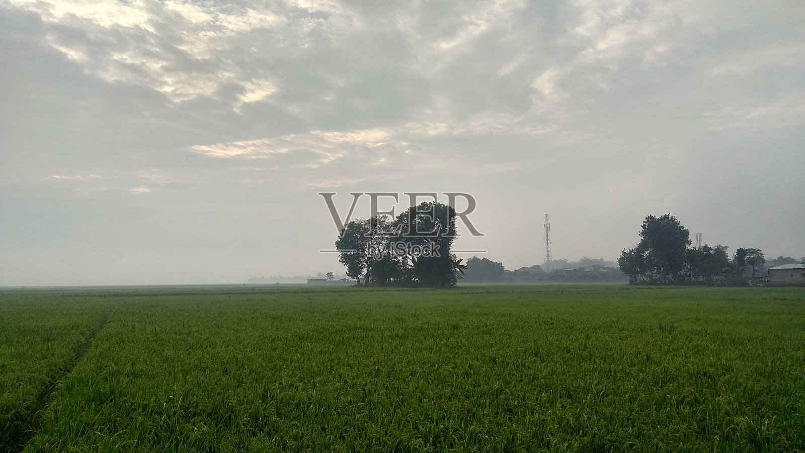 乡间的稻田景色照片摄影图片