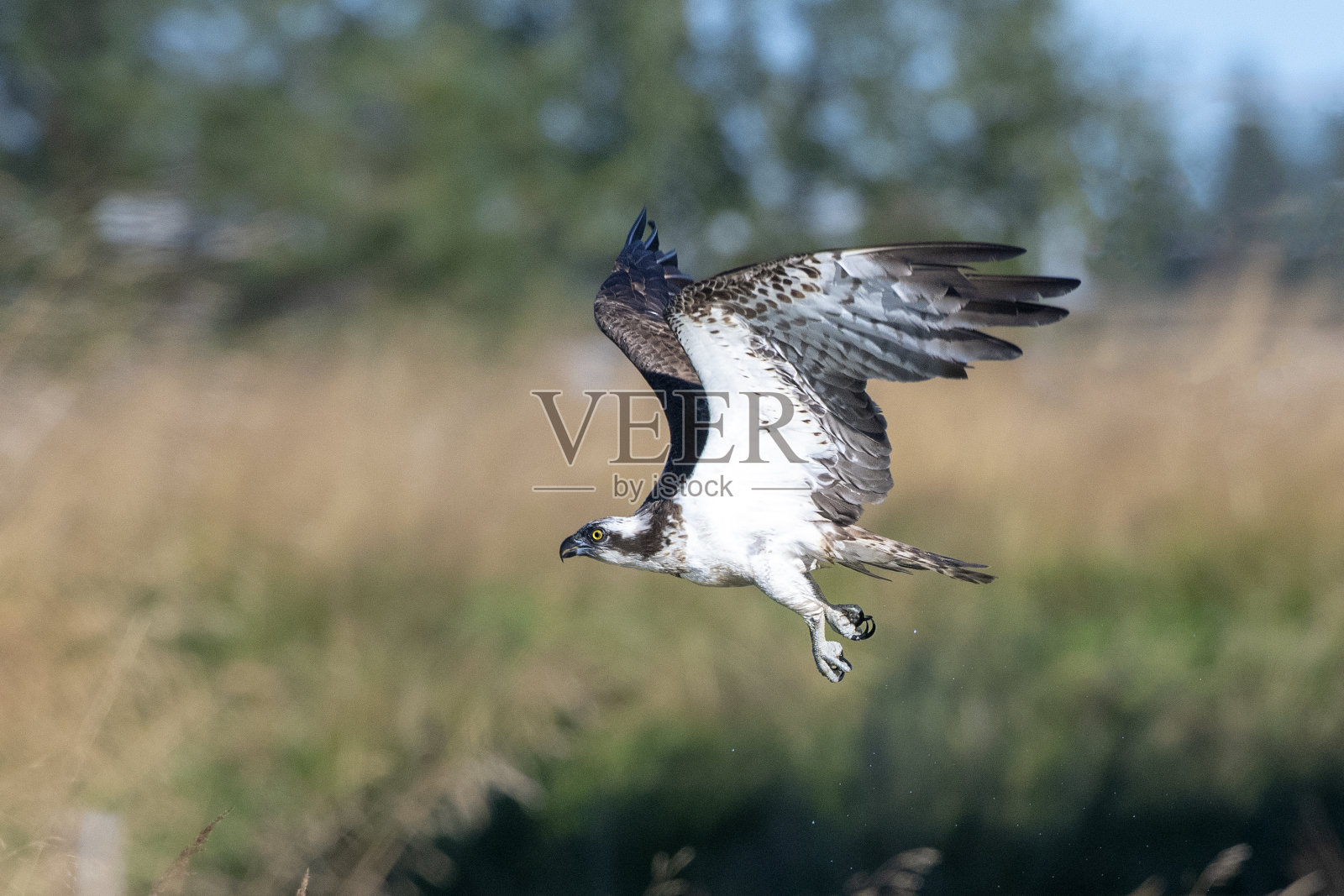 一只在芬兰北部库萨莫地区附近飞行的鹗照片摄影图片