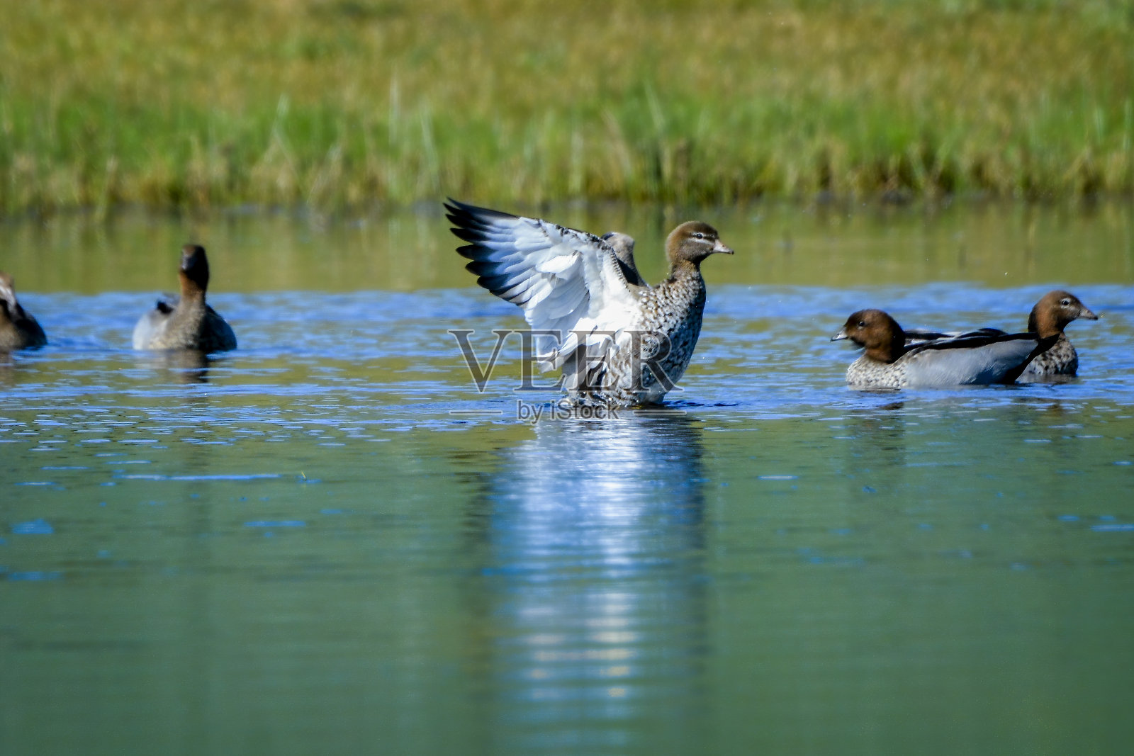 澳大利亚木鸭(朱巴塔)照片摄影图片