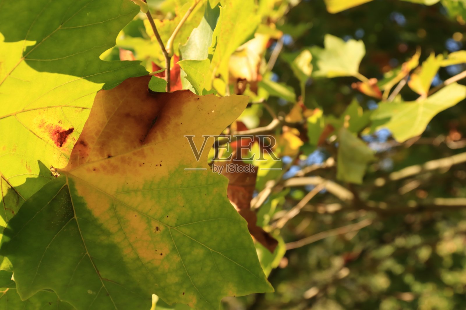 秋天美丽的色彩照片摄影图片