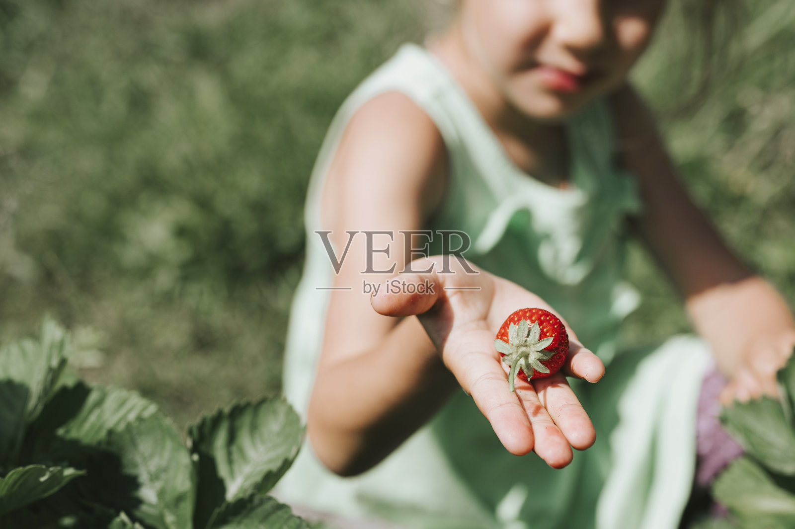 成熟的草莓在一个孩子的女孩的手在有机草莓农场，人们在夏天采摘草莓，收获浆果照片摄影图片