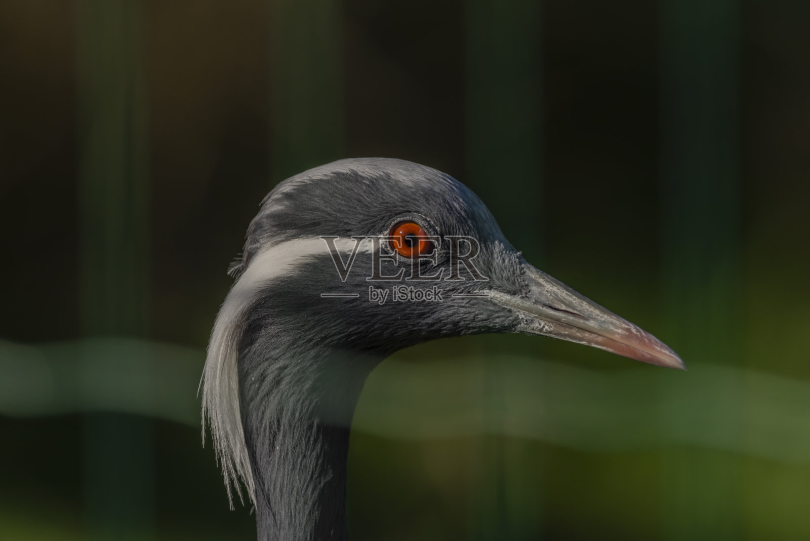 在夏天阳光明媚的早晨，处女座鸟头长有色眼和长喙照片摄影图片