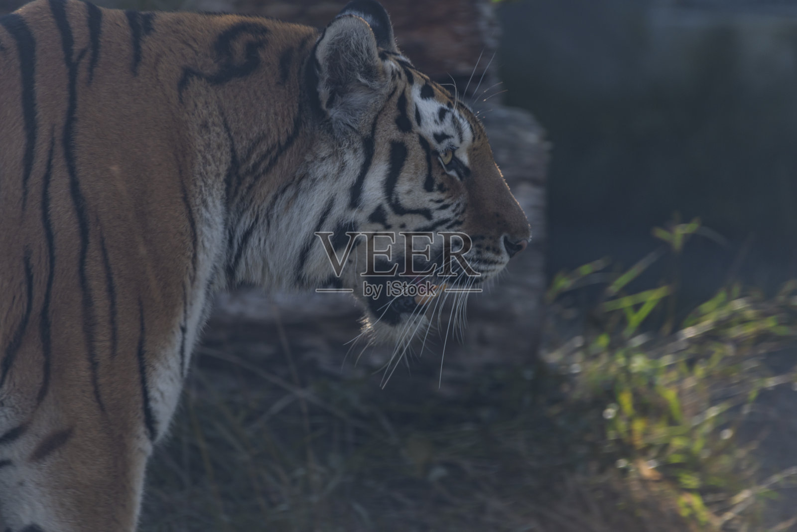 虎头在阳光明媚的夏天炎热的早晨在草丛和灌木丛中照片摄影图片