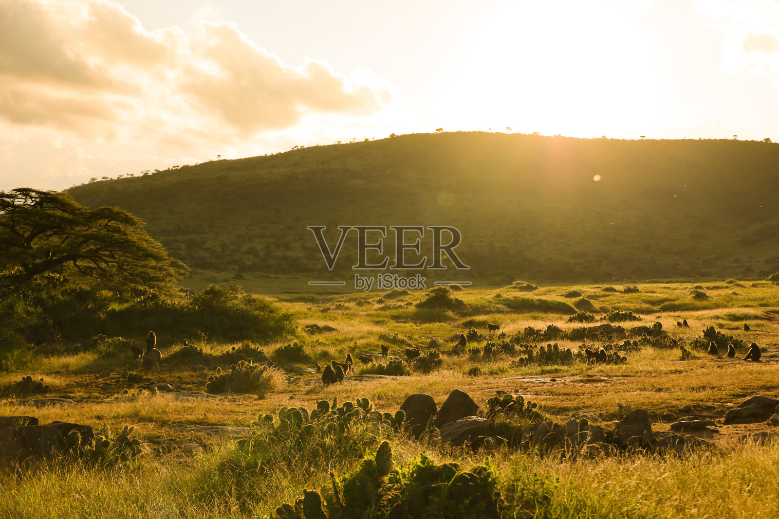 东非平原的景观照片照片摄影图片