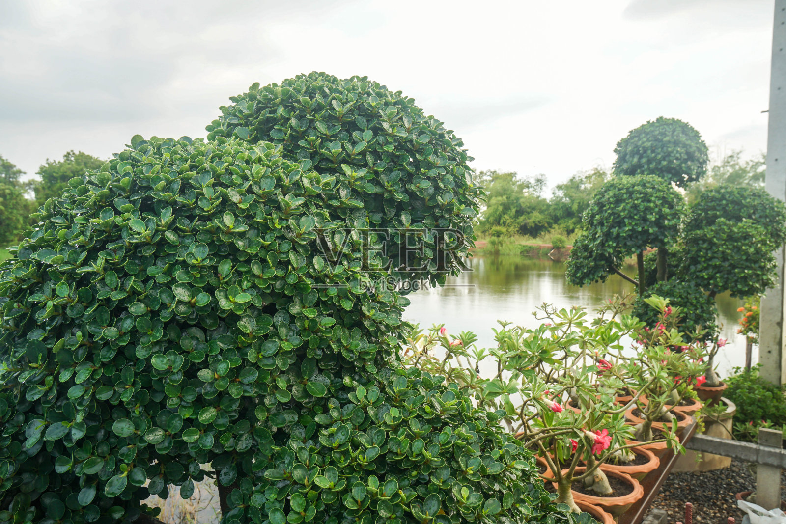 近距离装饰树木在室外花园在家里照片摄影图片