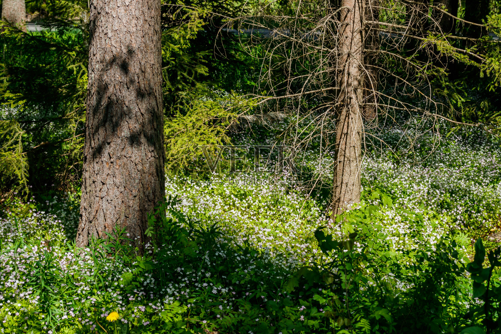 在阴暗的森林里，西伯利亚克莱顿花的白色野花照片摄影图片