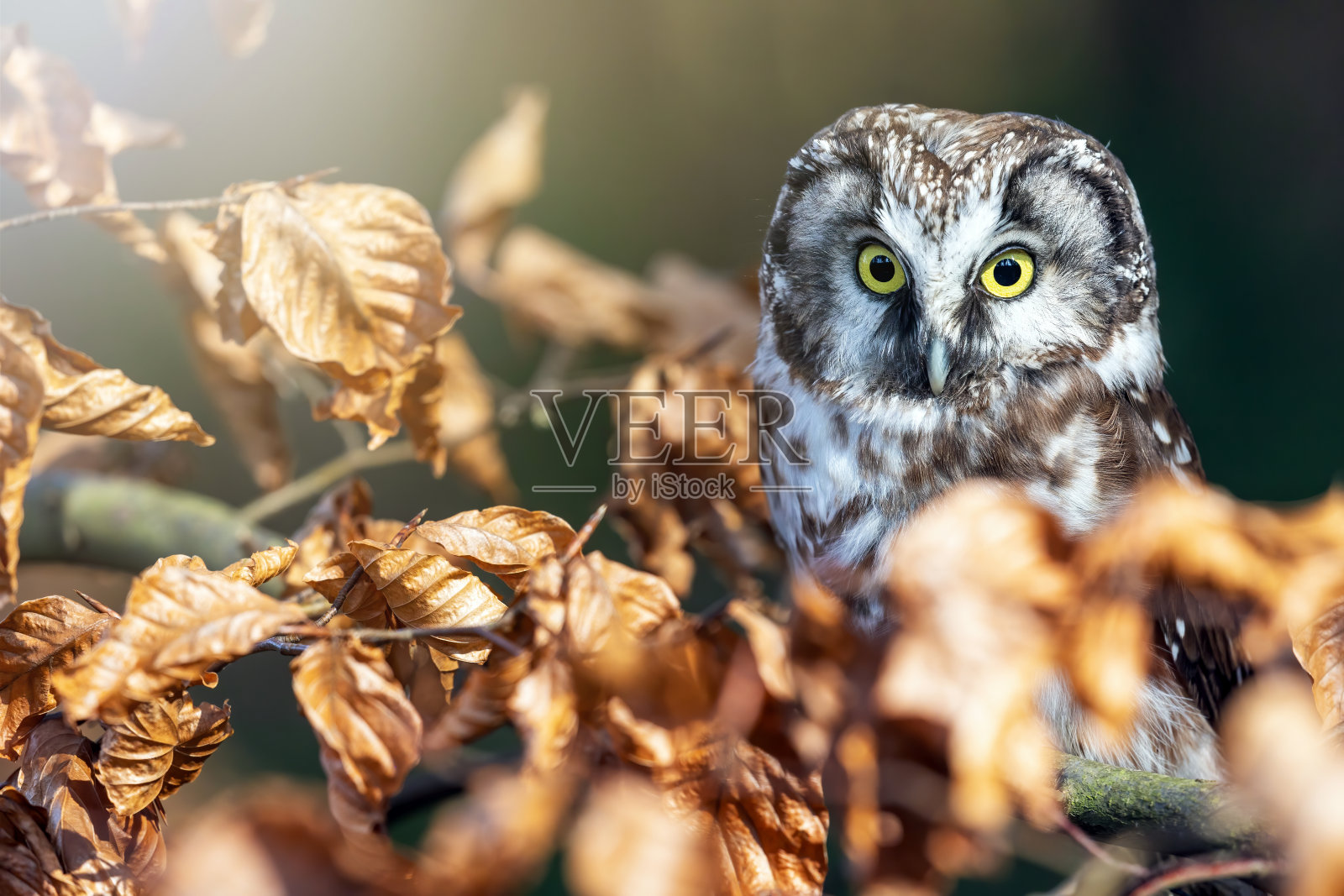 一只北方猫头鹰正坐在树枝上照片摄影图片