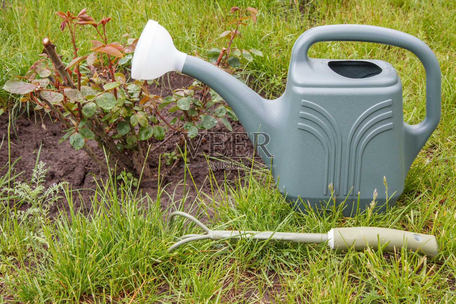 浇水罐和耙旁边的玫瑰丛照片摄影图片