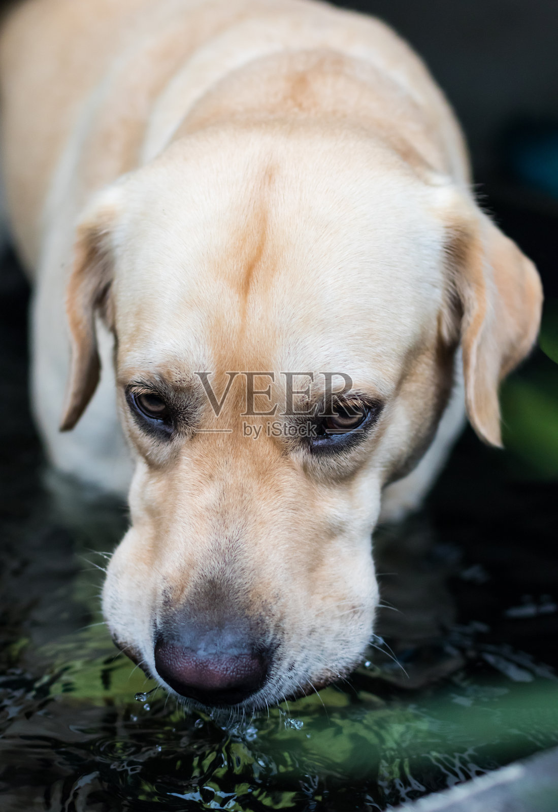 拉布拉多嘴里正在喝水。。照片摄影图片