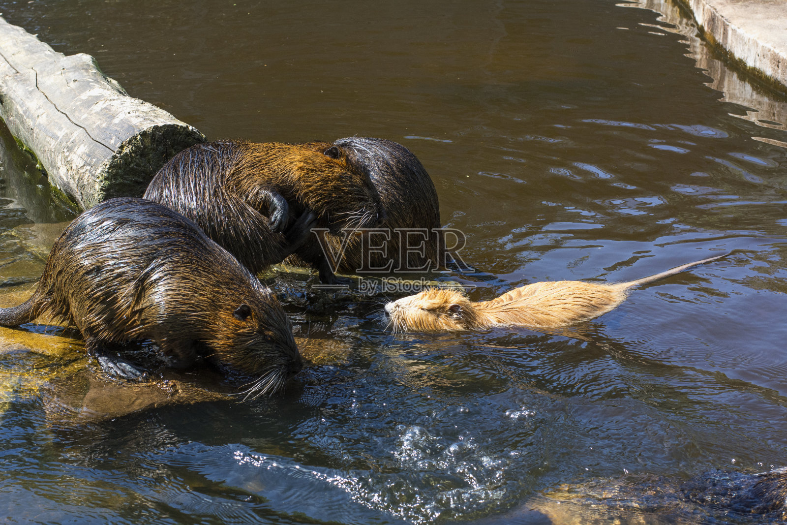 一只橙色的海獭在水里试图接近三只棕色的海獭照片摄影图片
