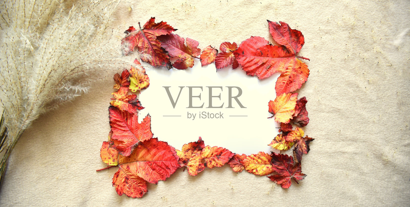 明亮的框架由秋天的红色和橙色的树叶在米色织物背景下折叠在阳光下的芒(中国银草)束。自然背景照片摄影图片