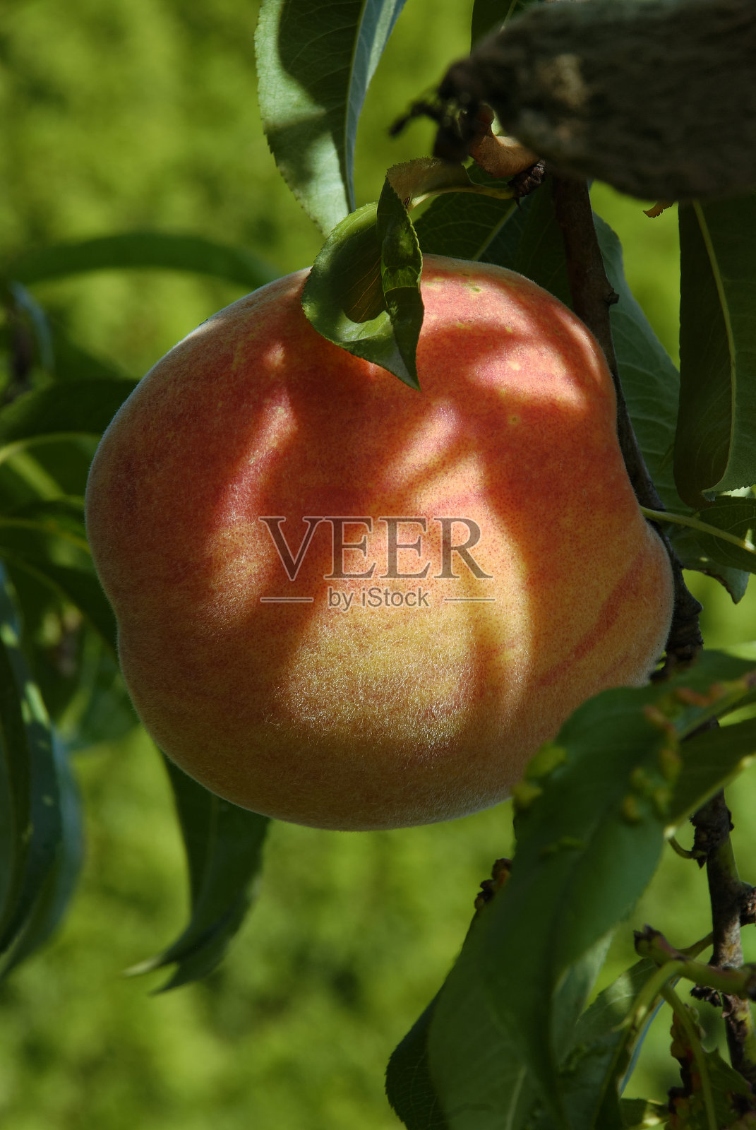 天然大熟桃照片摄影图片