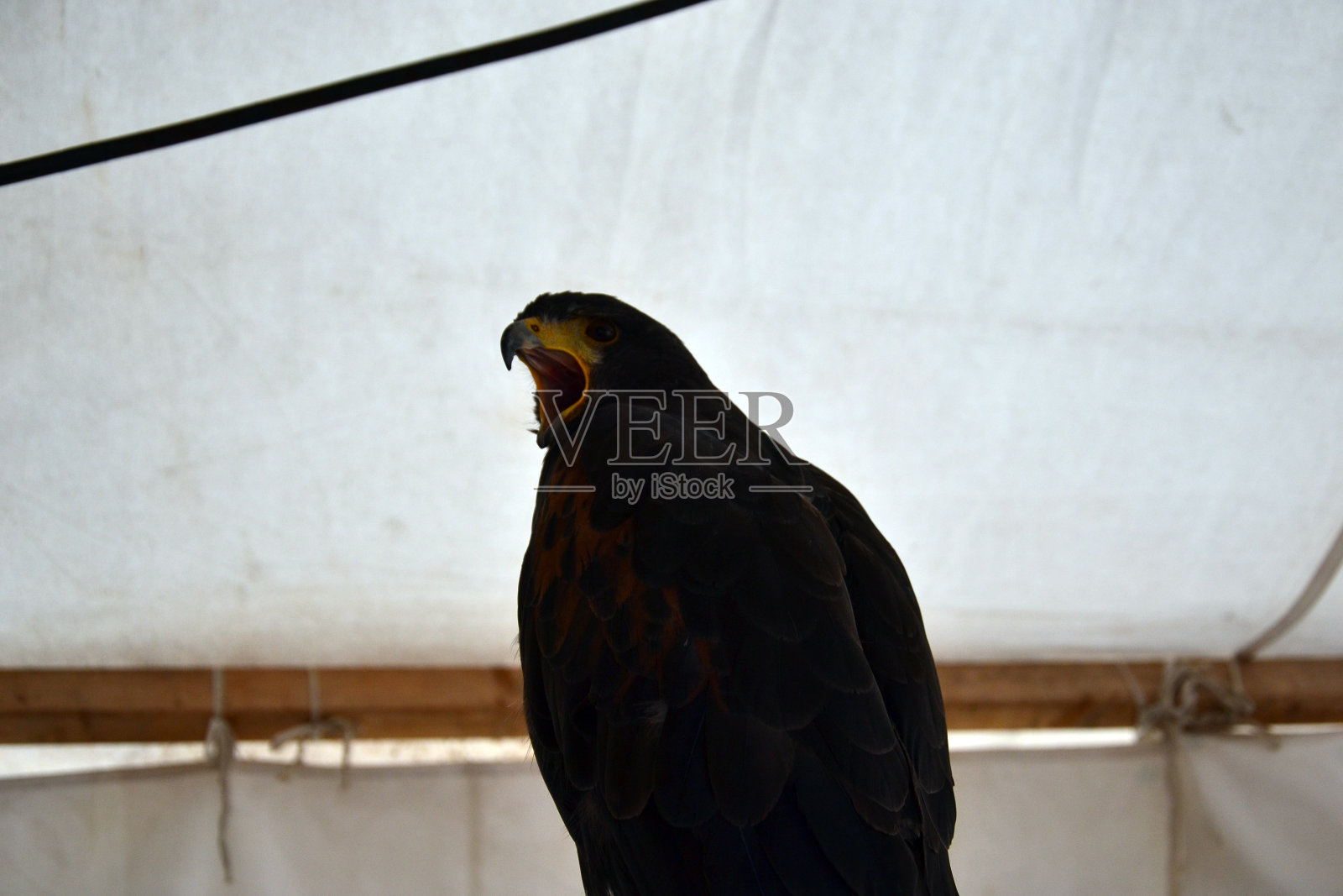 金鹰照片摄影图片