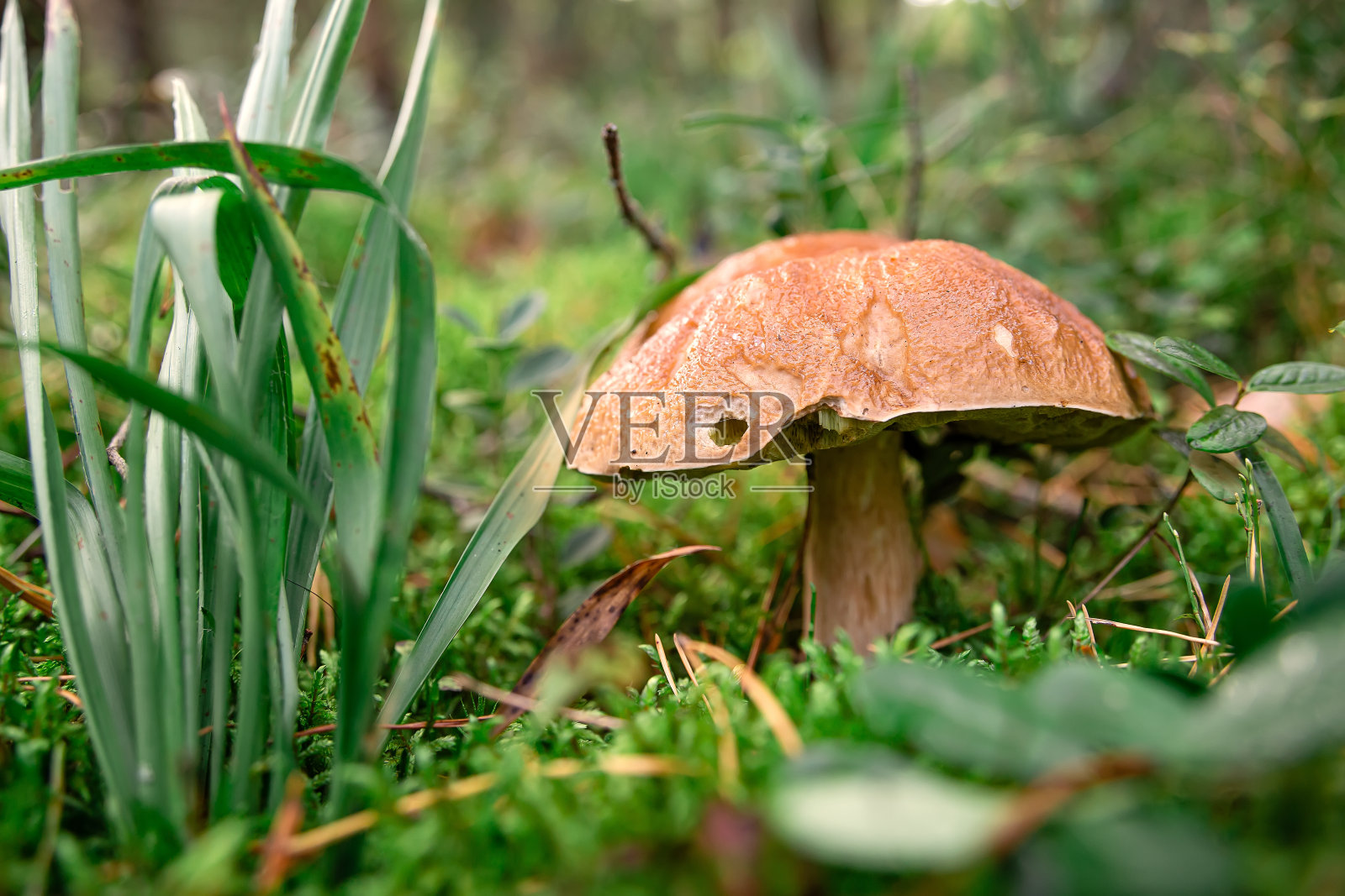牛肝菌在自然环境中生长。清晨阳光下的白色蘑菇。照片摄影图片