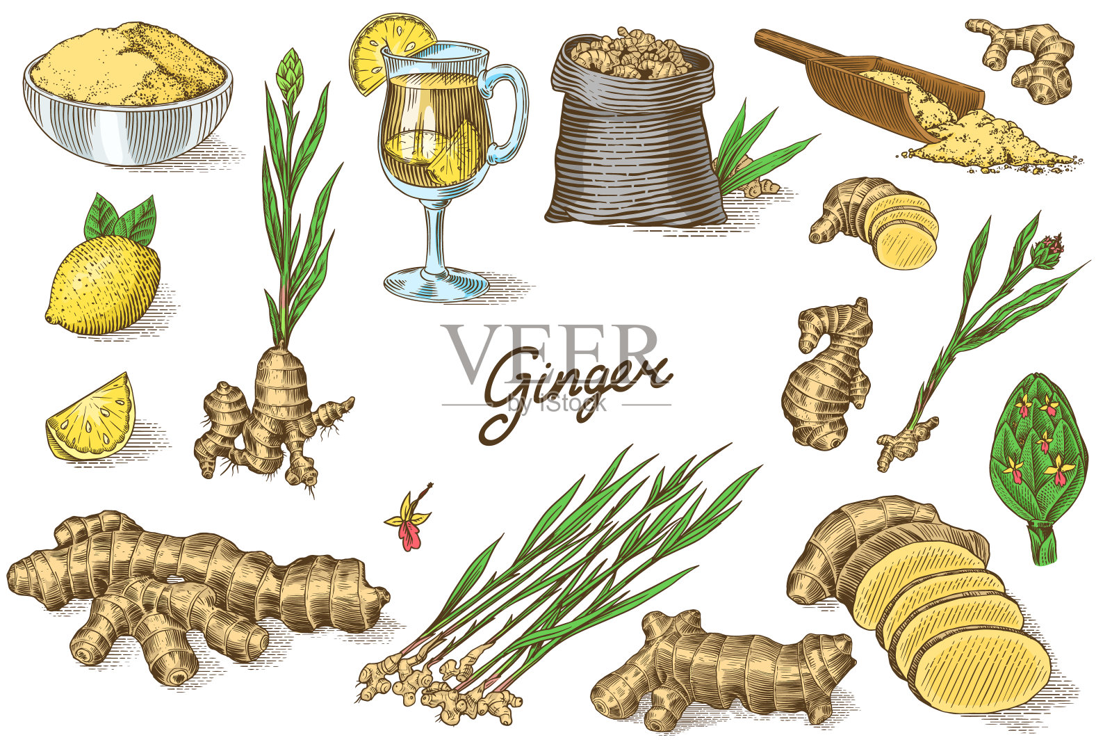生姜，切碎的根茎，新鲜植物，袋及玻璃杯茶。矢量雕刻手绘草图。组件集合。排毒香料设计元素图片