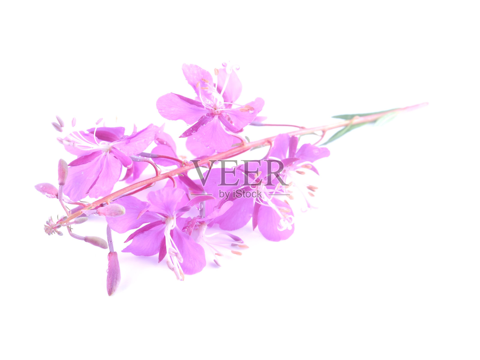 Fireweed花在白色的背景上照片摄影图片