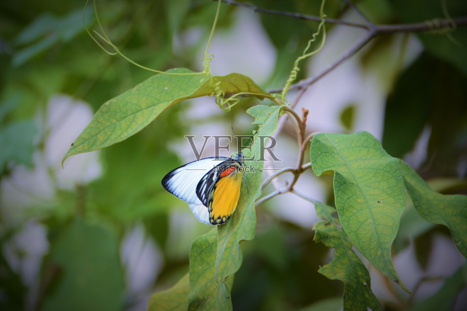 美丽的蝴蝶白的，黄的，黑的五颜六色照片摄影图片
