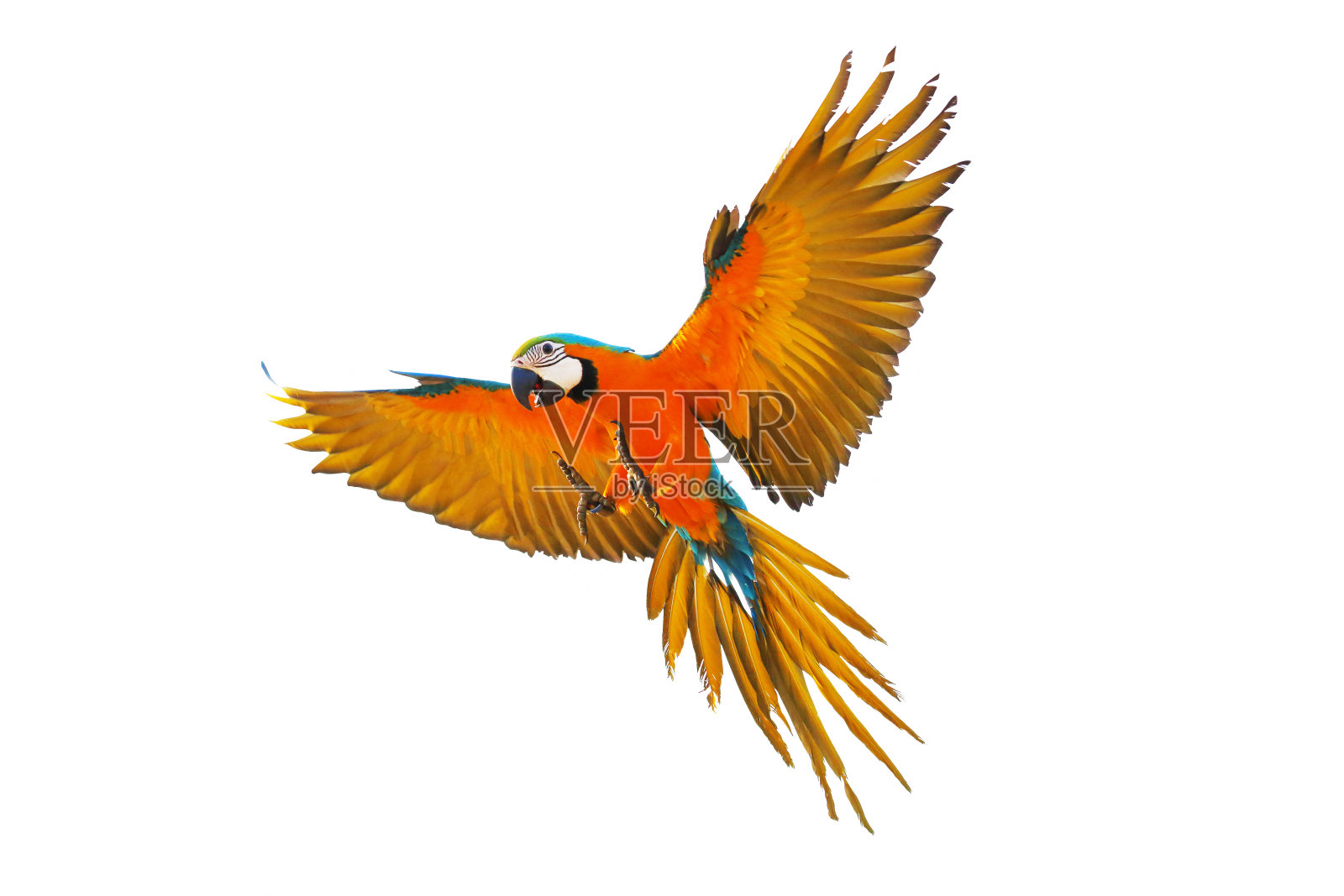 鹦鹉照片摄影图片