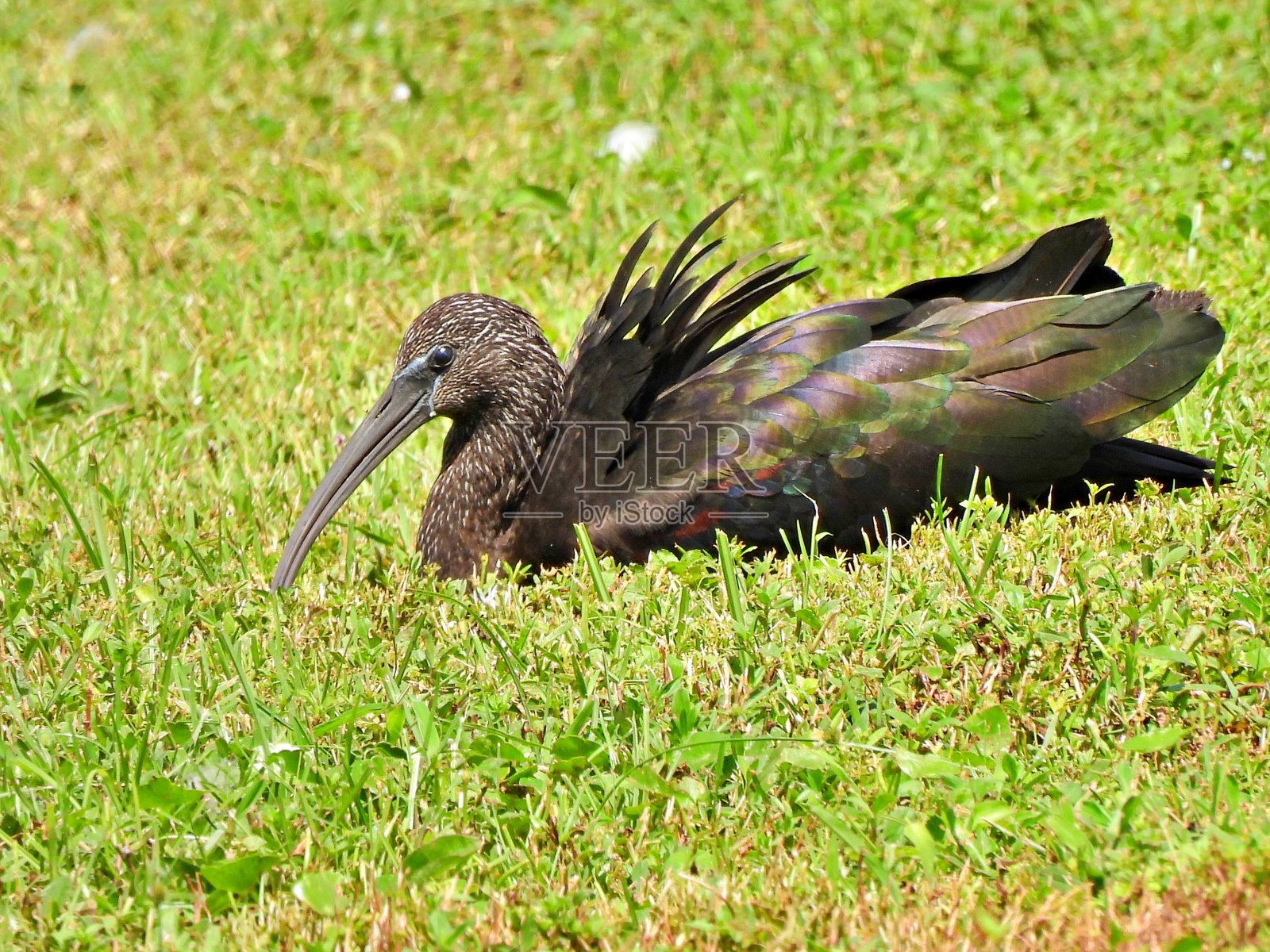 朱鹮(Plegadis falcinellus)躺在草地上照片摄影图片