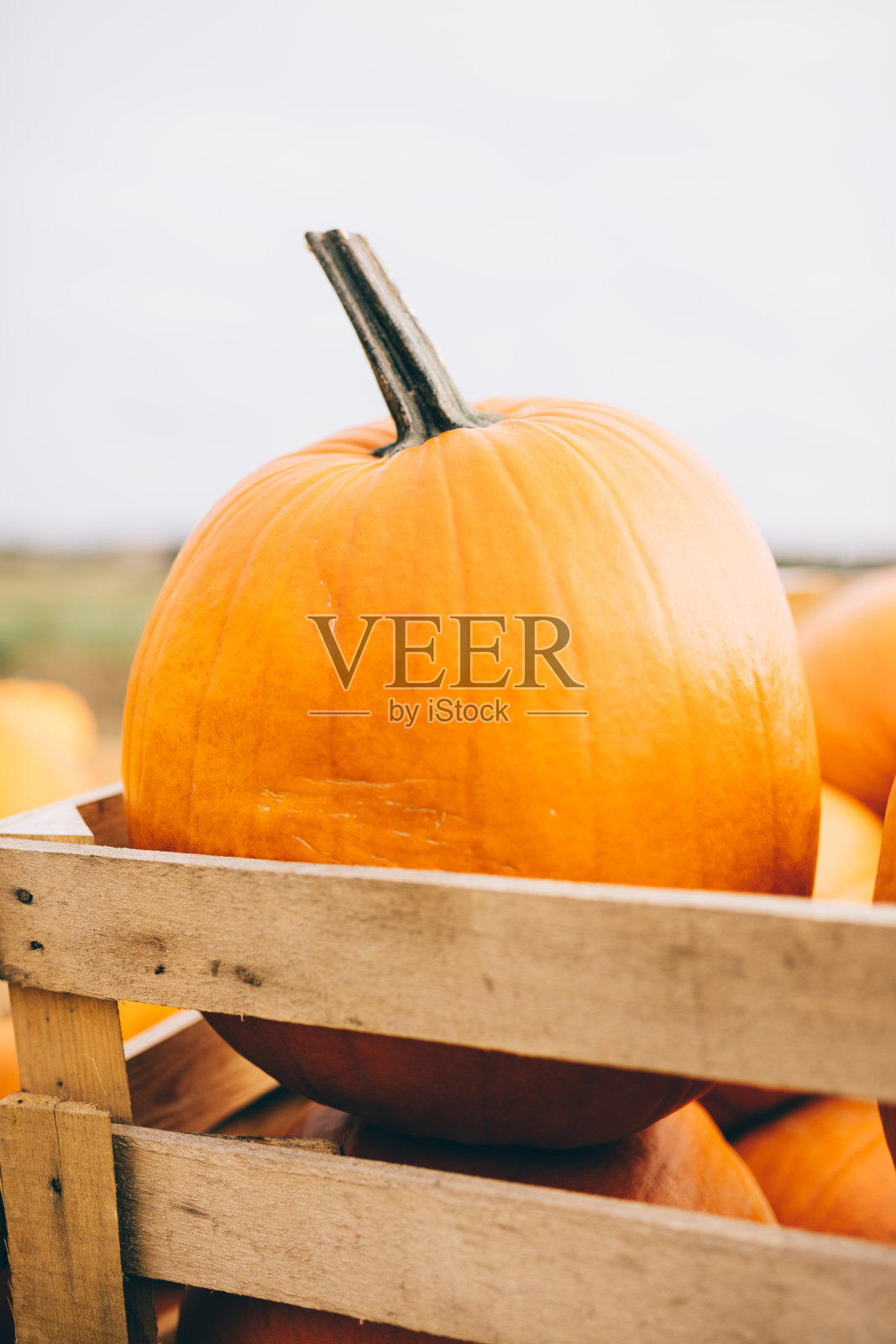 在农场市场的木箱里收获的南瓜。照片摄影图片