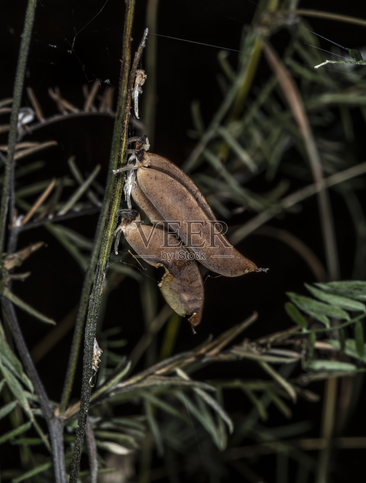 秋天的大豆。照片摄影图片