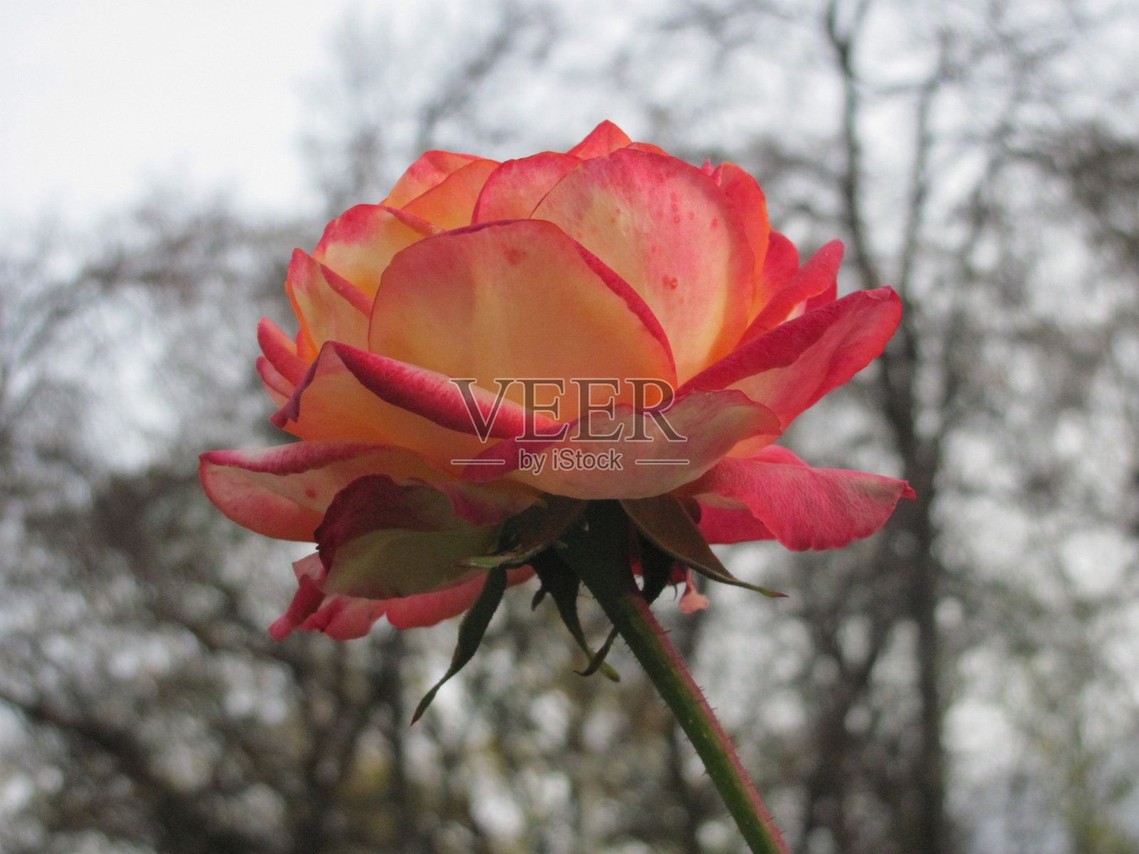 粉红玫瑰微距照片，浅景深照片摄影图片