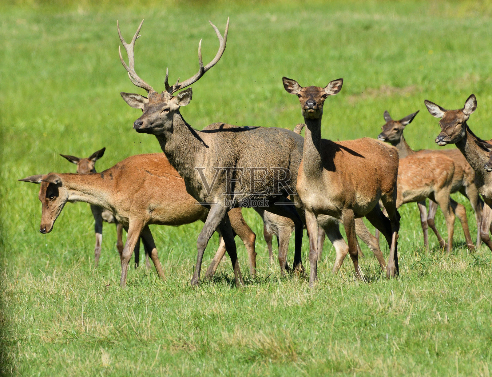 在牧场上，飞虫在鹿皮周围飞舞照片摄影图片