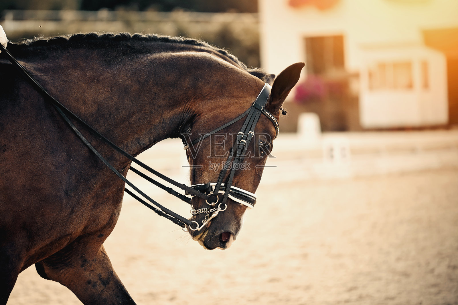马术运动。竞技场中马匹的盛装舞步。照片摄影图片