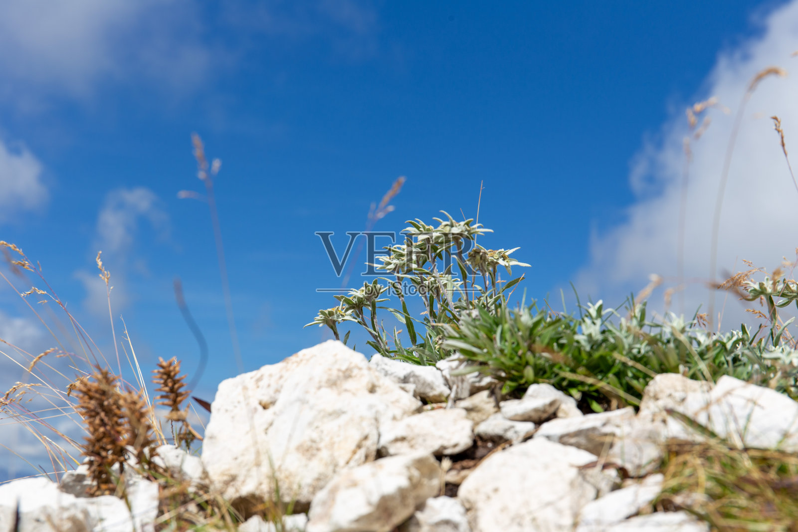 岩石间的雪绒花照片摄影图片