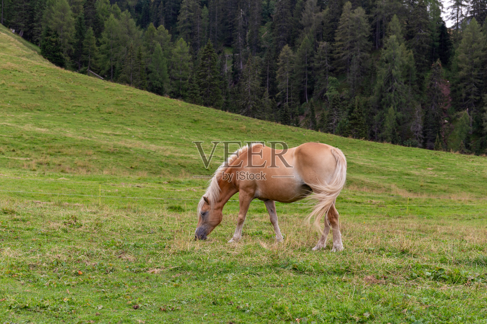 在山上吃草的马照片摄影图片